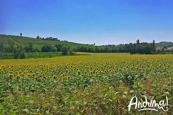 campi-di girasoli-monferrato