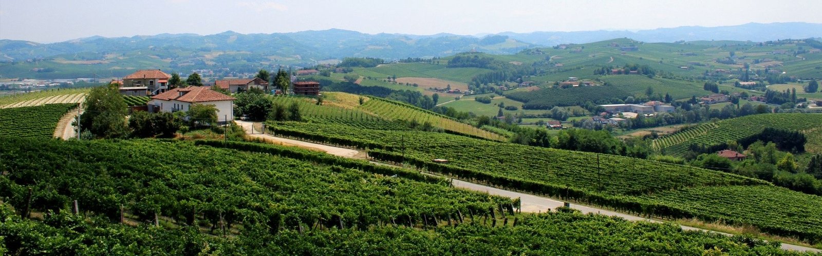 vigneti sulle colline del monferrato