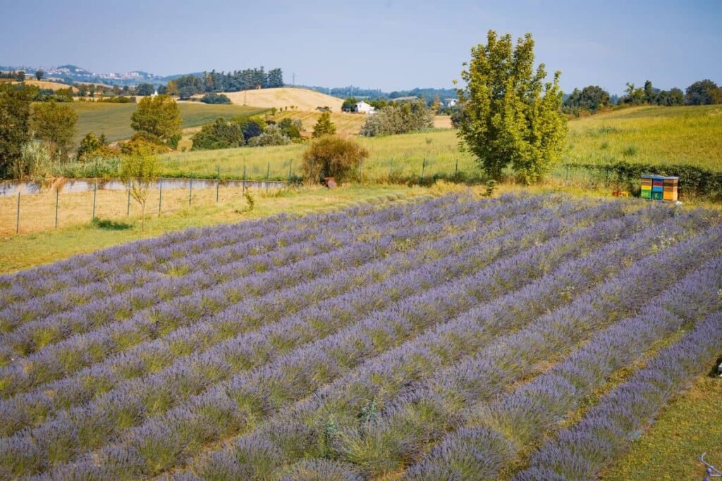 Lavanda di Villa Roveda a Valle San Bartolomeo nel Monferrato in Piemonte
