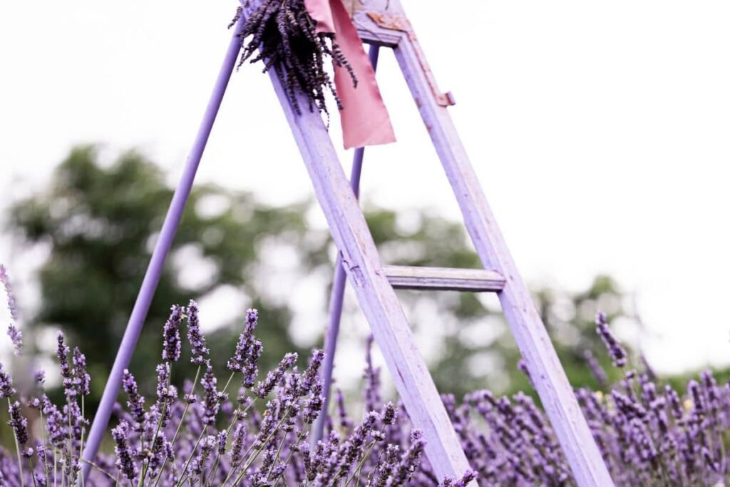 Lavanda di Villa Roveda a Valle San Bartolomeo nel Monferrato in Piemonte