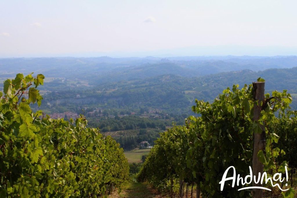 vigneti acqui terme