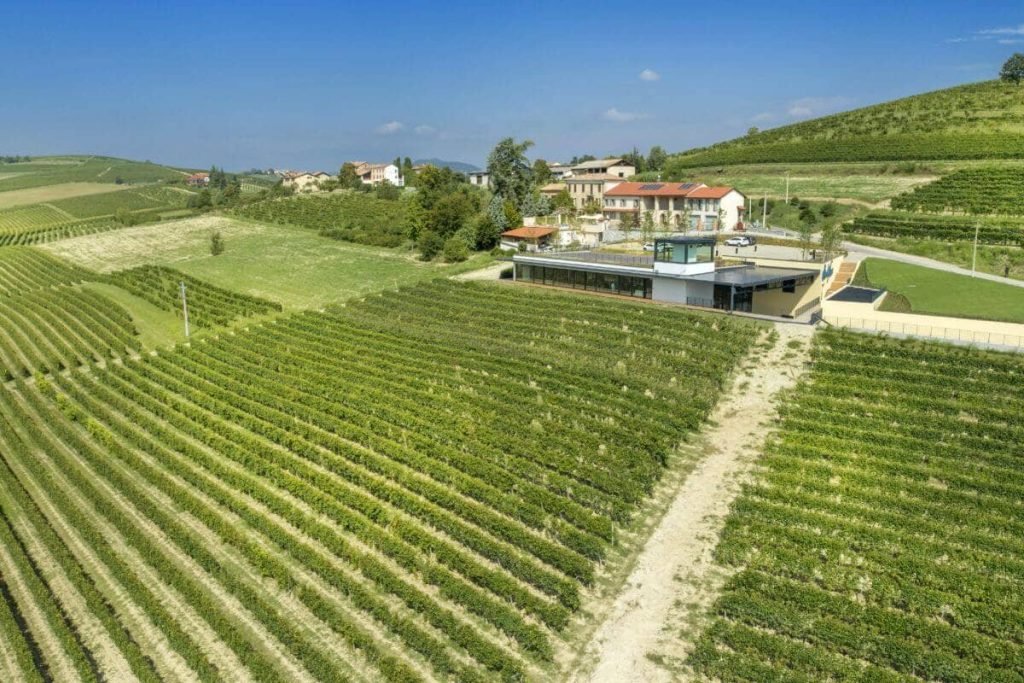 vigneto di cortese a Vignale Monferrato