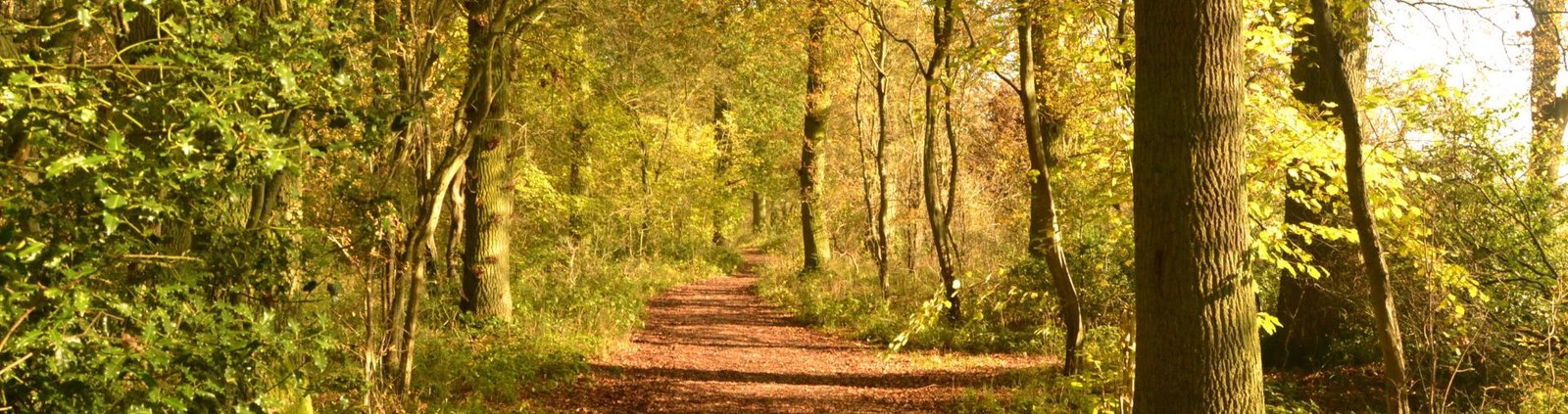 sentiero nel bosco