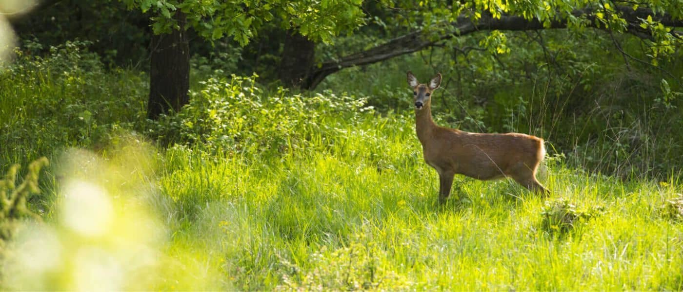 esperienze outdoor nel Monferrato, osservazione della fauna selvatica