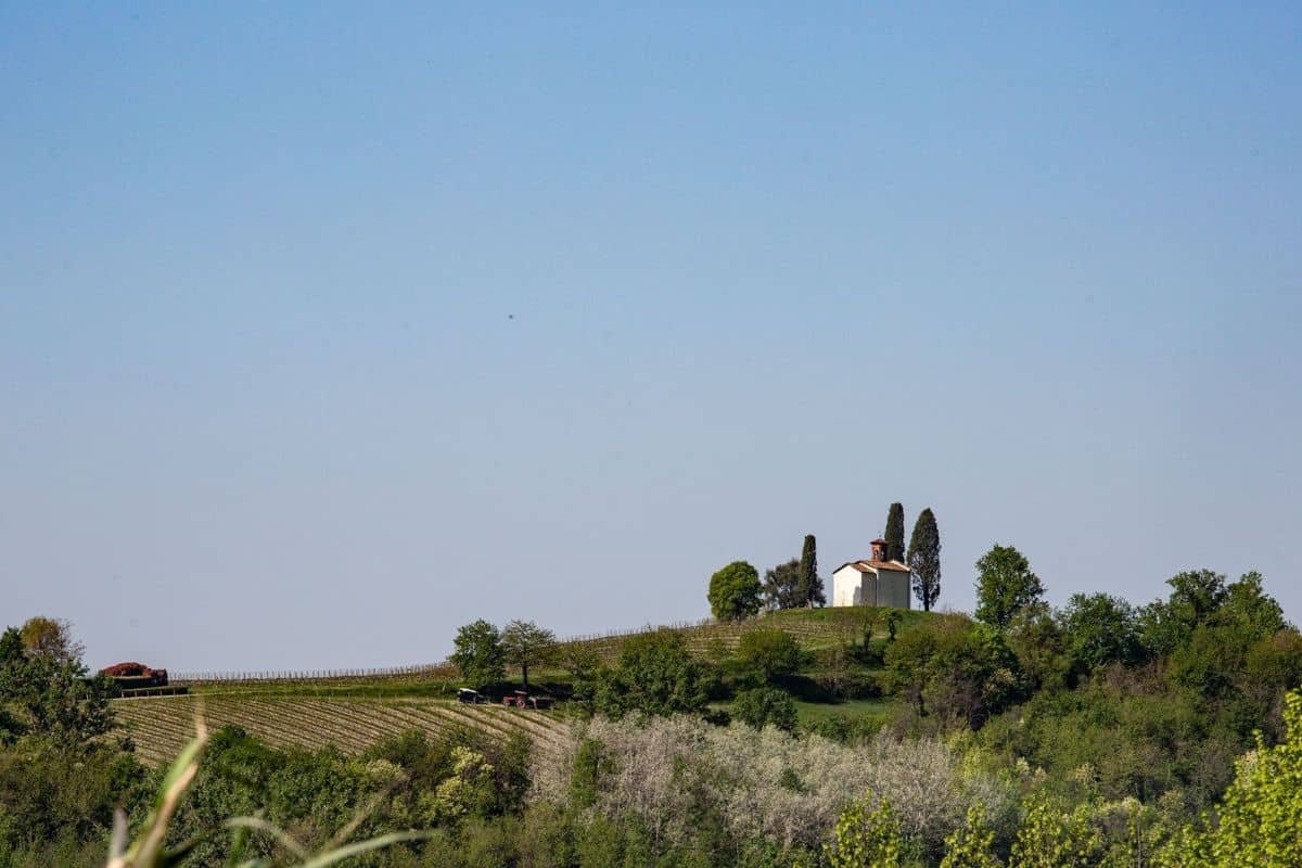 Vigneti Bava Cocconato, vigna della pieve della Madonna della Neve