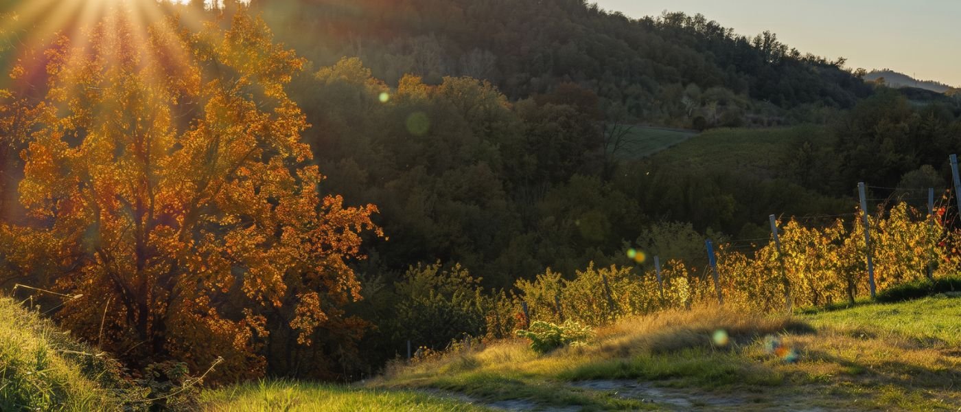 foliage nel monferrato